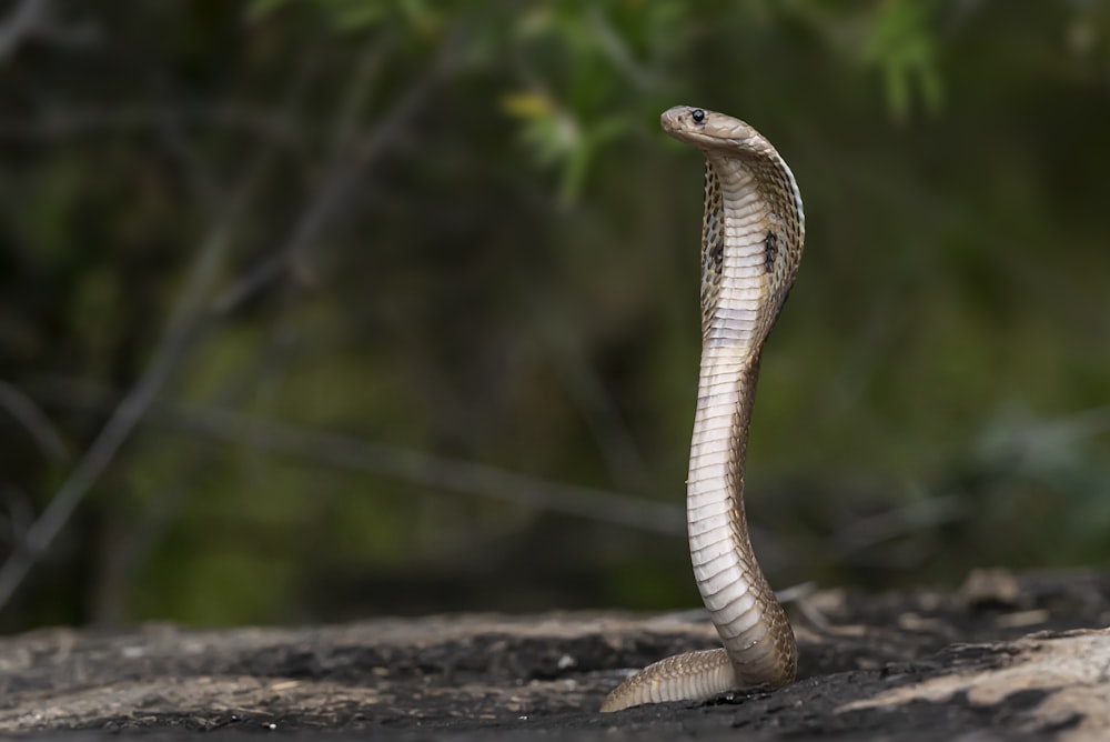 a brown snake on the ground near a tree