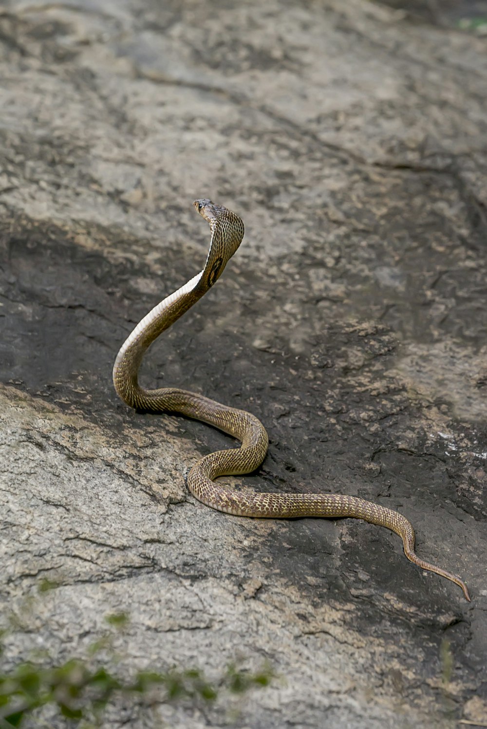 Un serpente è raggomitolato su una roccia