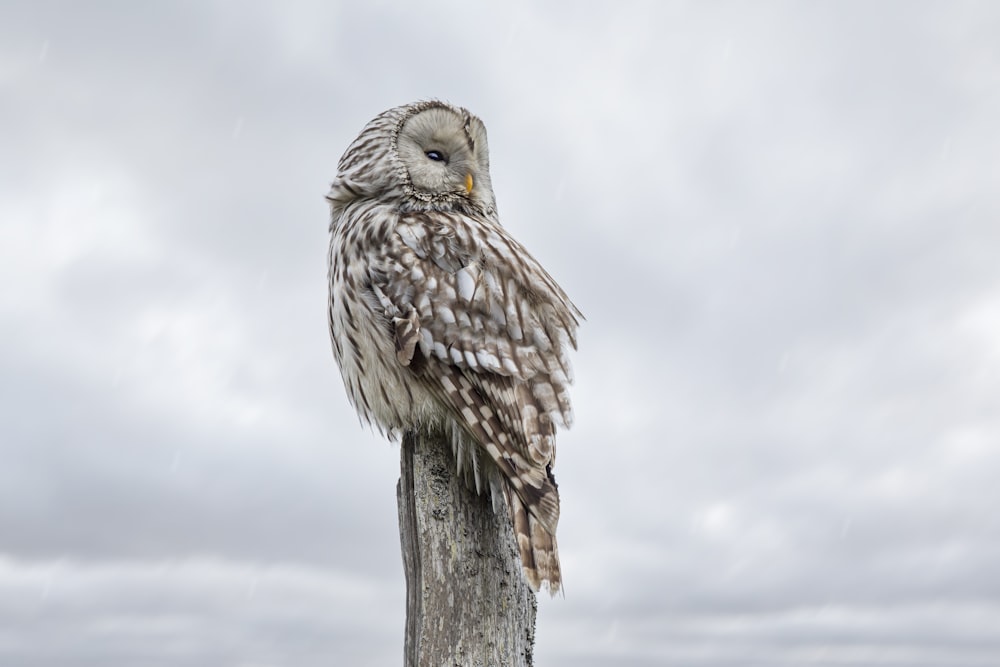 an owl sitting on top of a wooden post