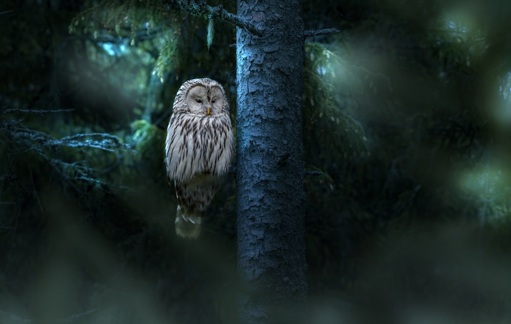an owl sitting on a tree in a forest