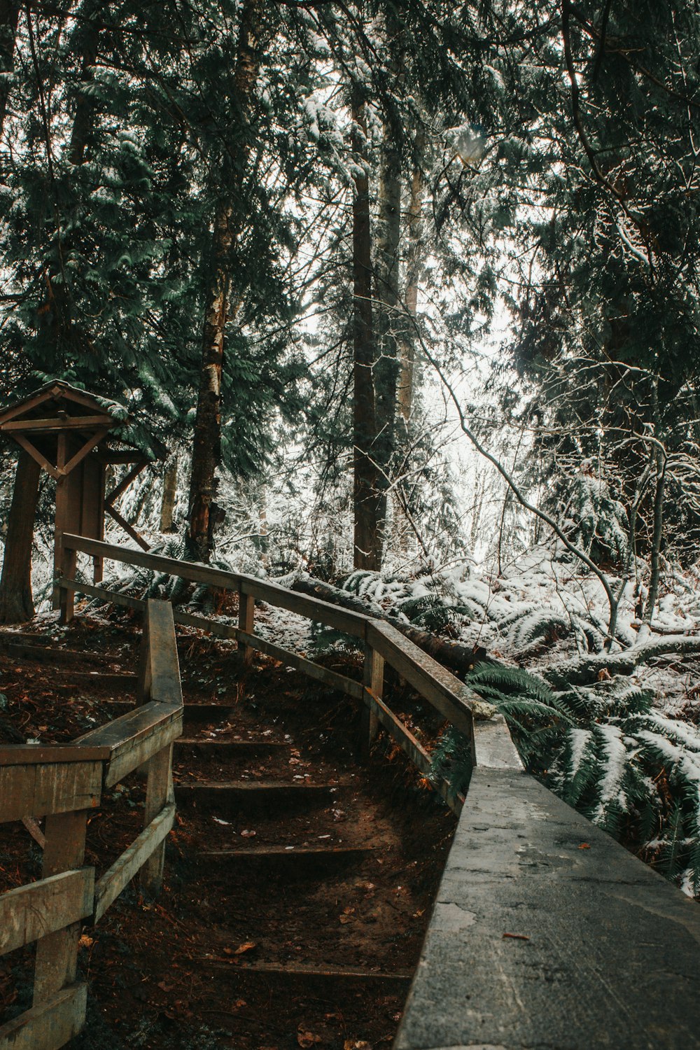 a set of steps leading up to a tree covered forest