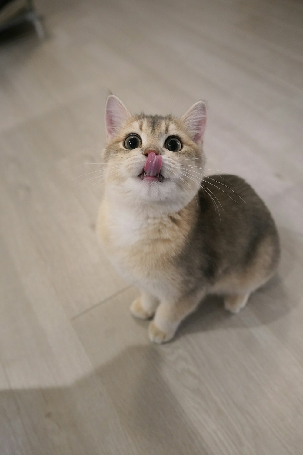 a cat sitting on the floor making a funny face