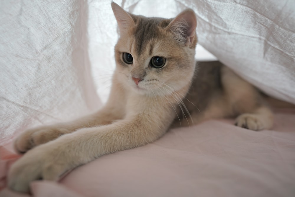 a cat laying on top of a bed under a blanket