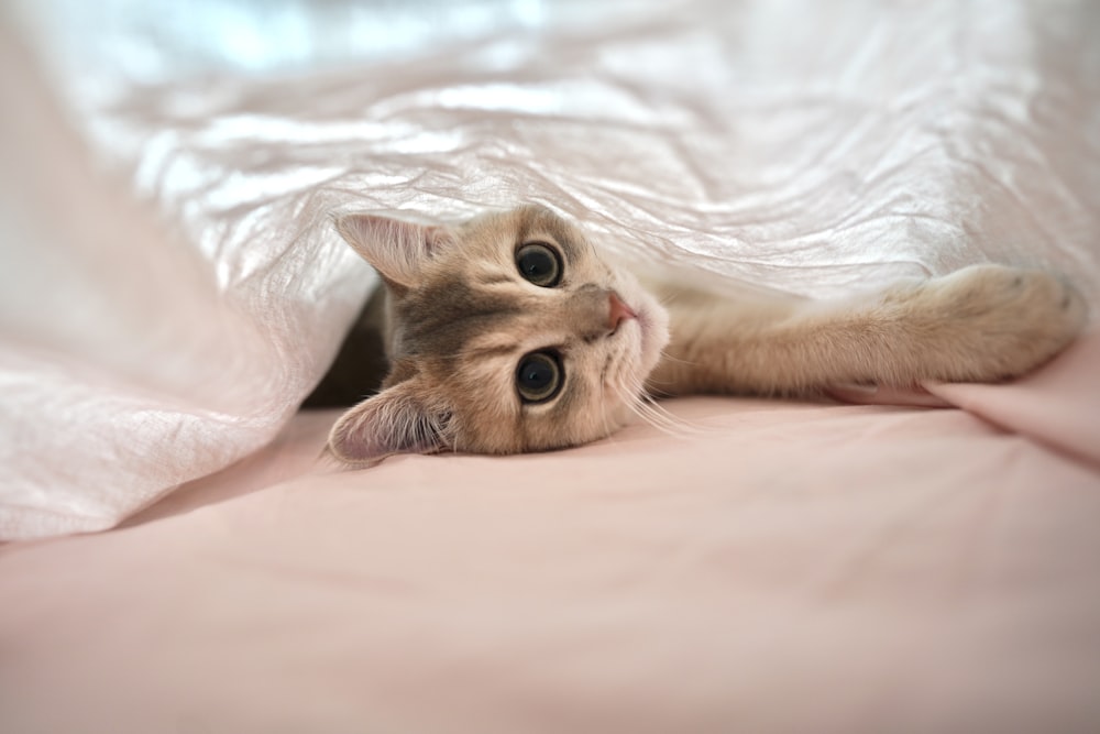 a cat laying on its back on top of a bed