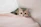 A cute cat dressed in a pink handmade dress, lounging comfortably on a soft blanket.