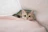 A cute cat dressed in a pink handmade dress, lounging comfortably on a soft blanket.