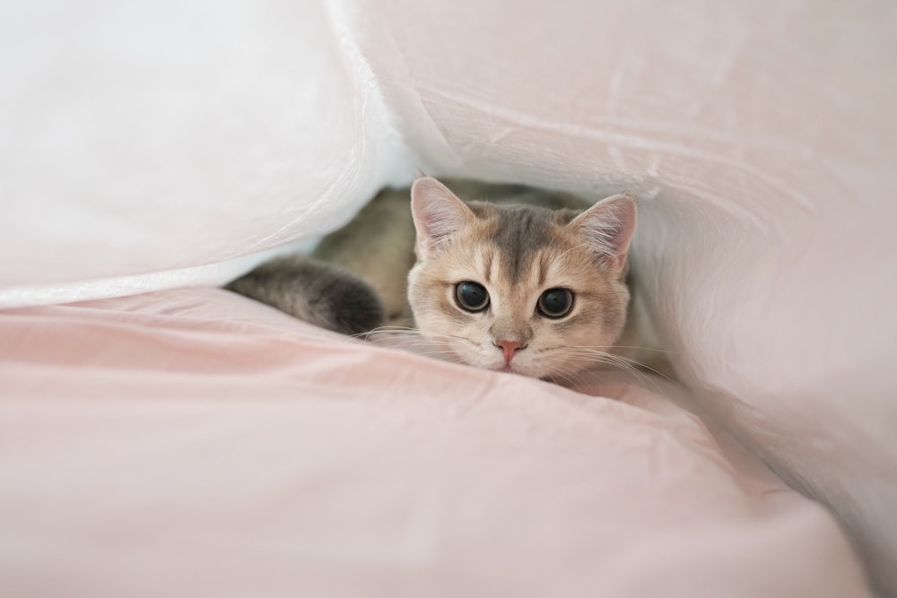 a cat peeking out from behind a white sheet