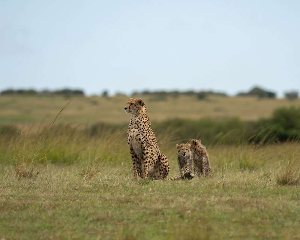 a couple of cheetah standing on top of a grass covered field