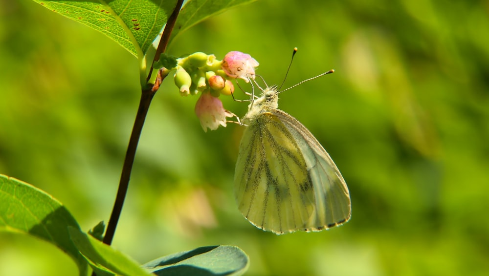 a white butterfly sitting on top of a green leaf