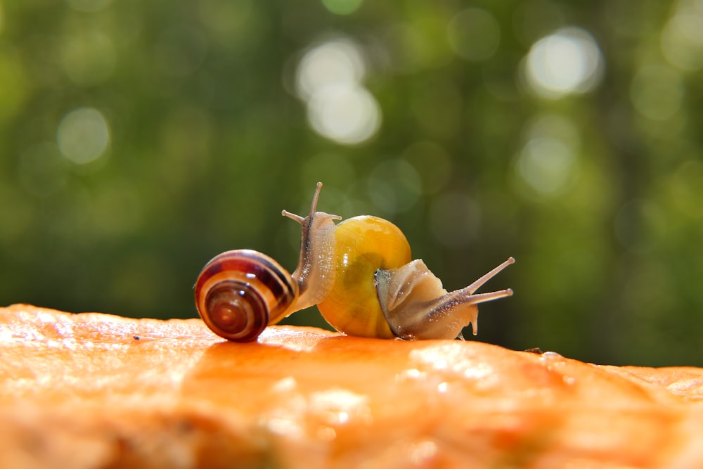 a close up of a snail on a table