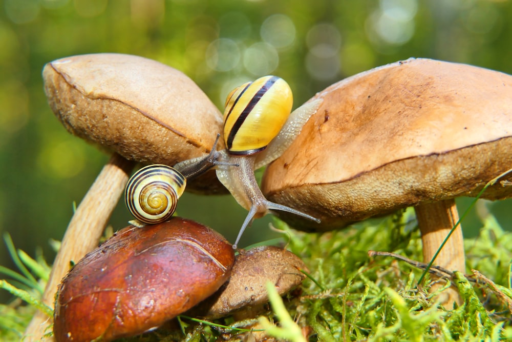 a close up of a snail on a mushroom