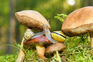 a snail crawling on top of a group of mushrooms