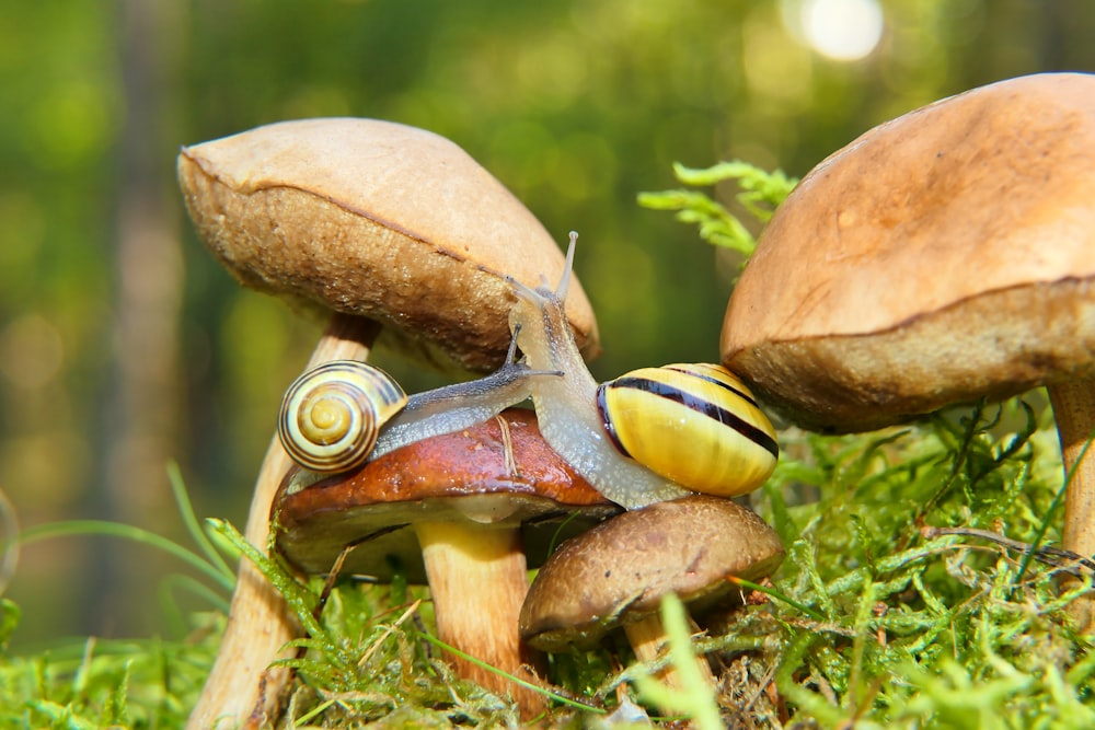 a snail crawling on top of a group of mushrooms