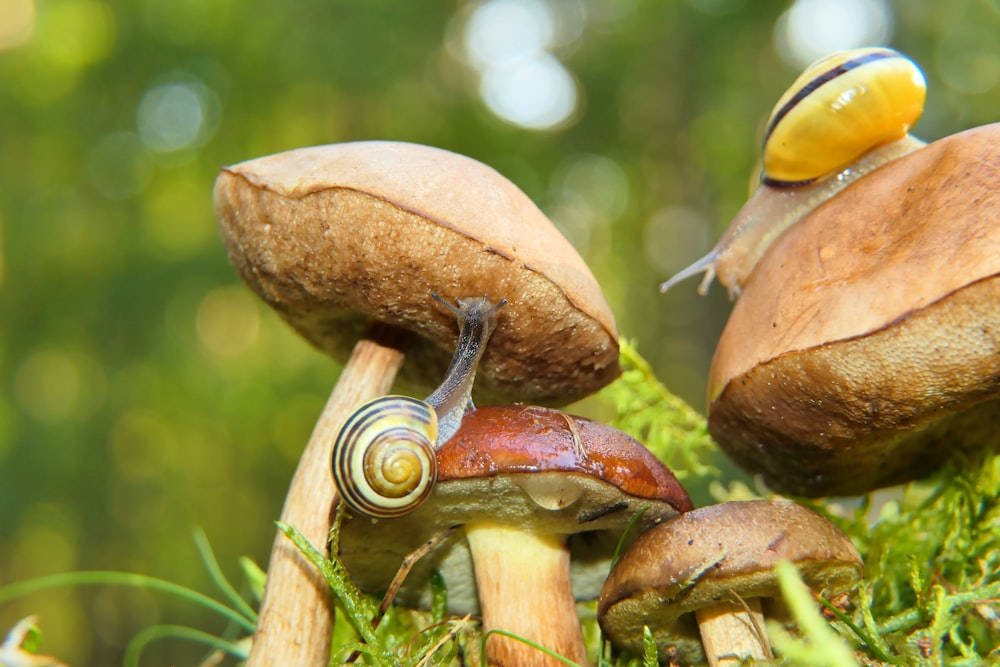a couple of snails that are sitting on some mushrooms