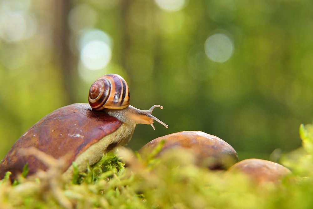 a close up of a snail on a mossy surface