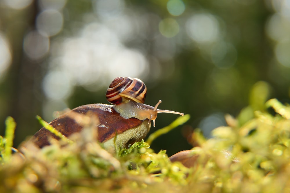 a snail crawling on top of a green plant