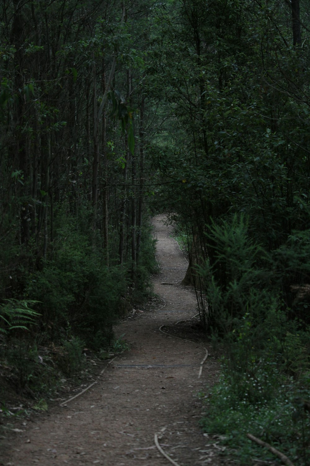 a dirt path in the middle of a forest