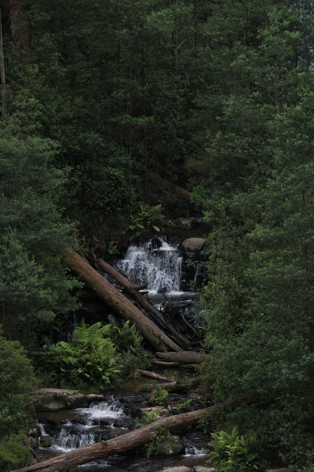 a stream running through a lush green forest