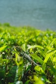 a lizard sitting on top of a lush green field