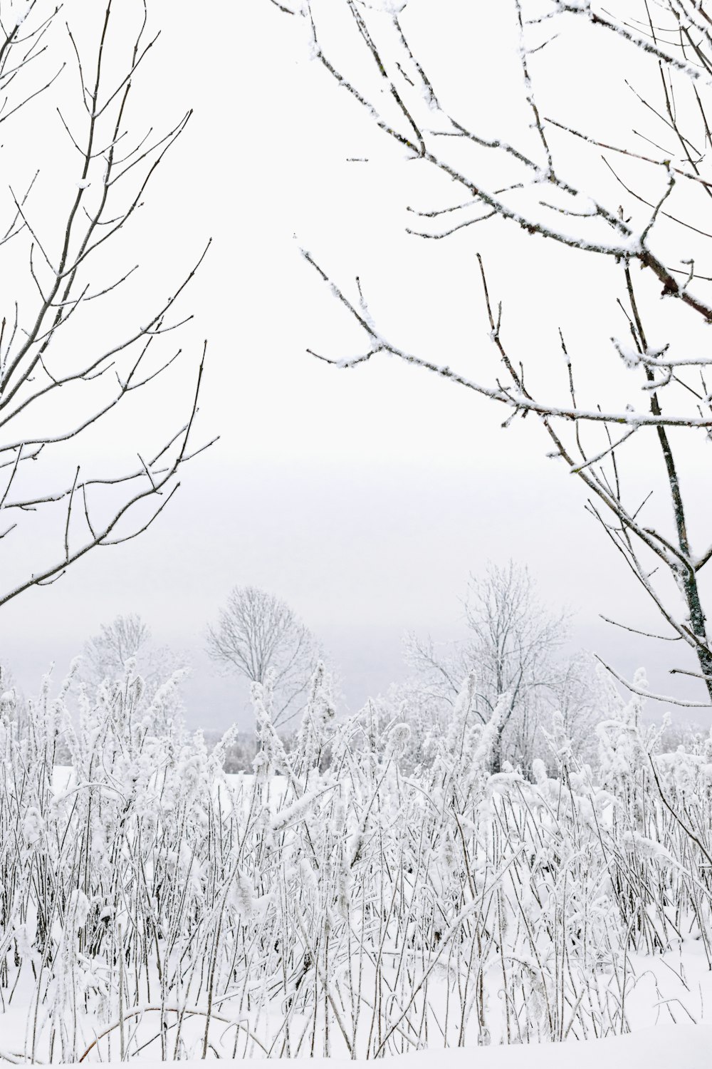 a snow covered field with trees in the background