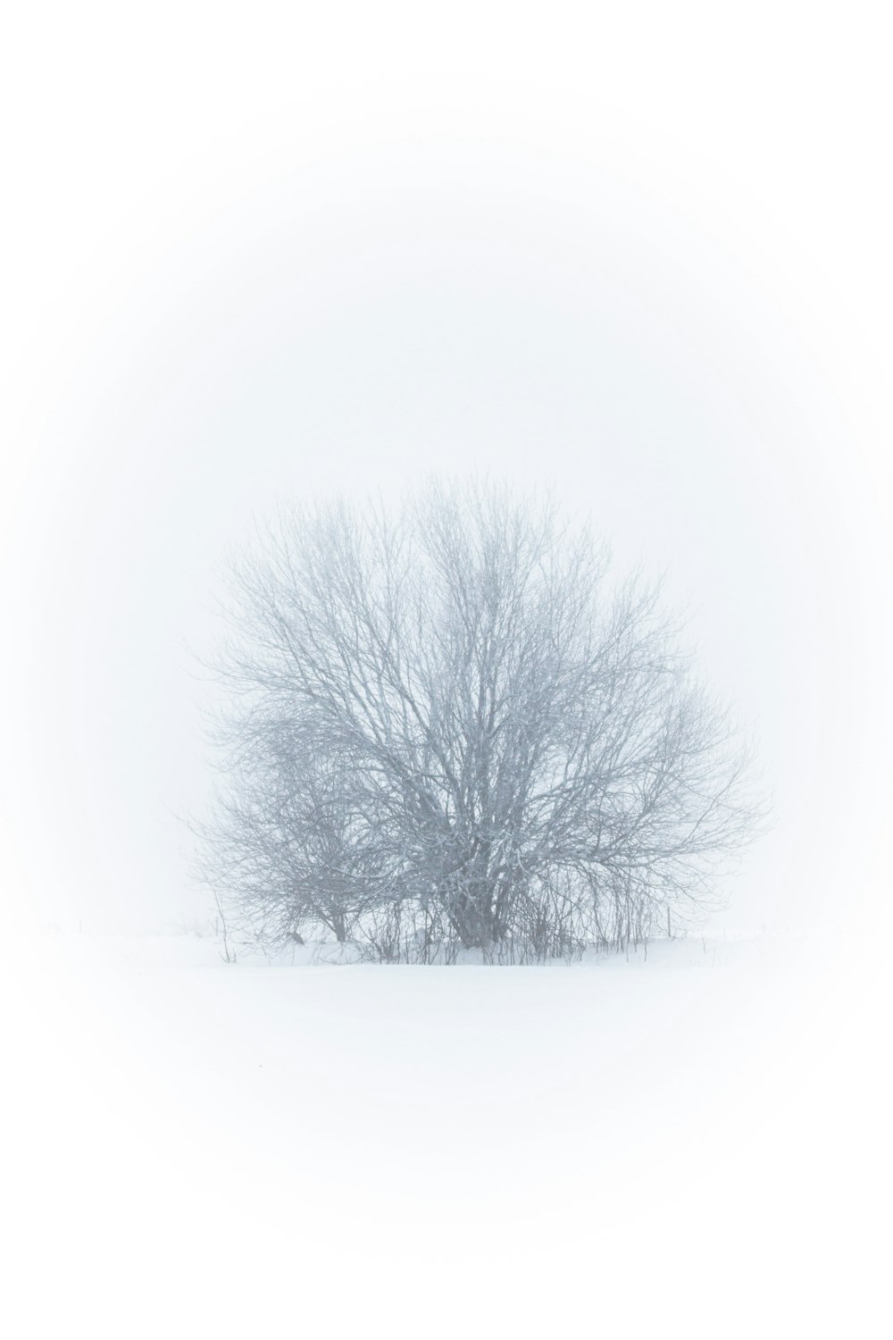 a lone tree in a snow covered field