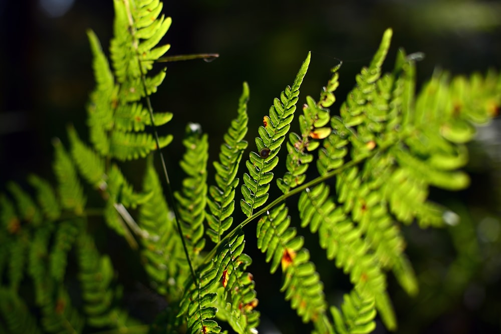 a close up of a green plant with lots of leaves