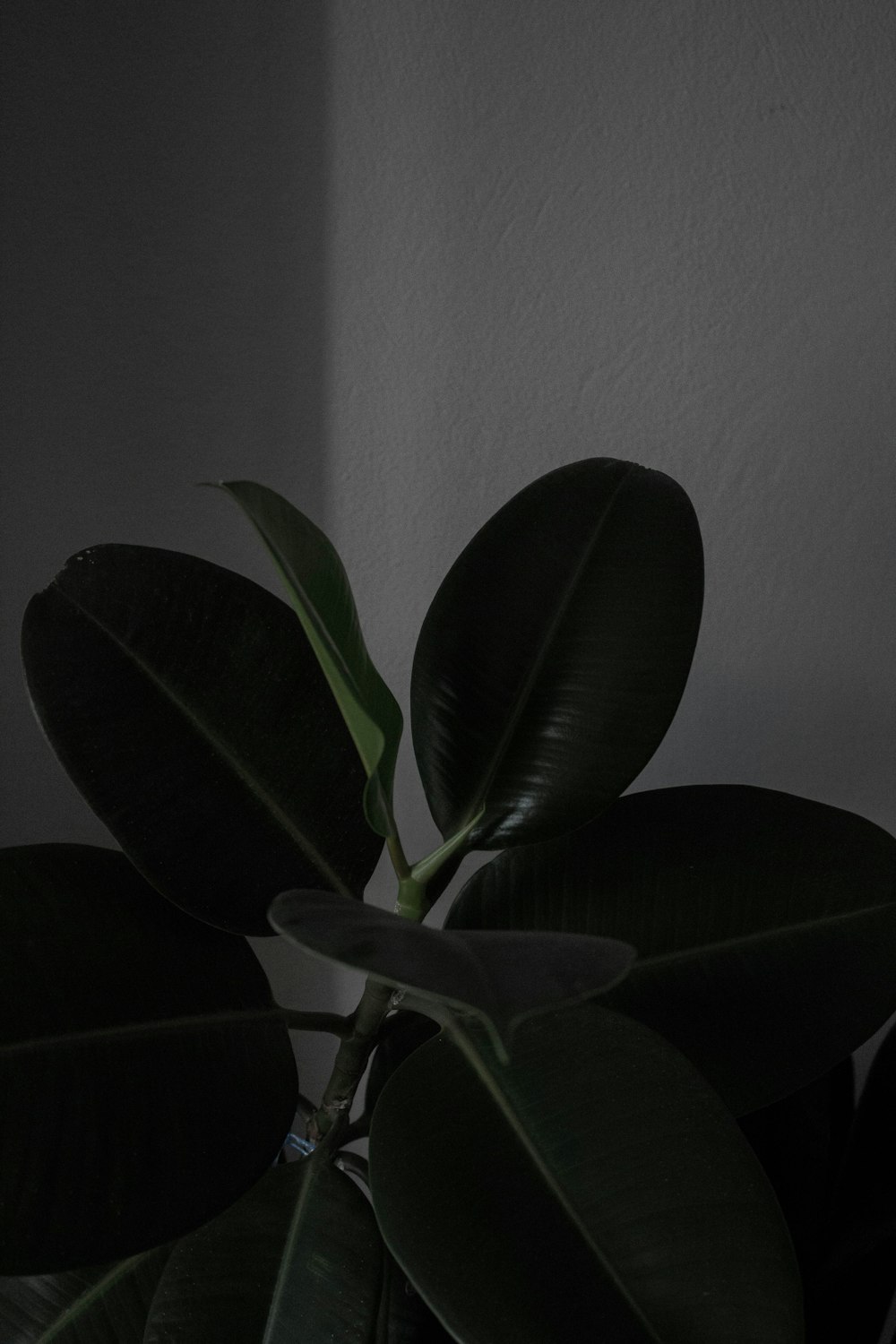 a plant in a room with a white wall