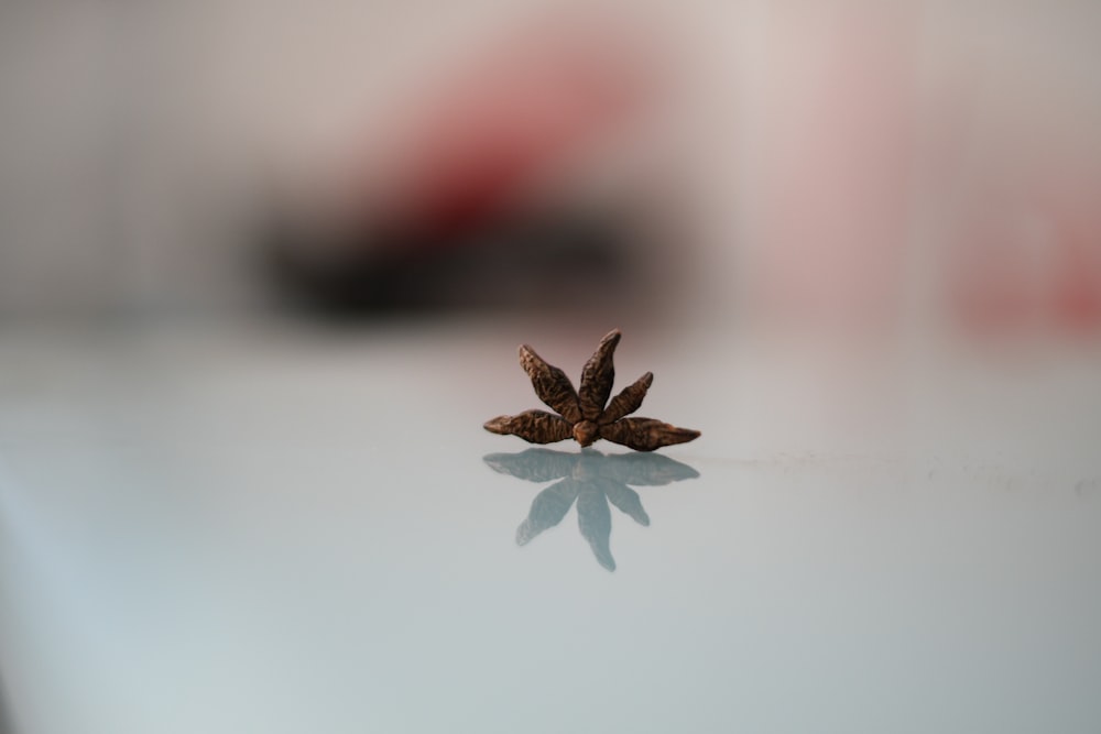 a close up of a flower on a table