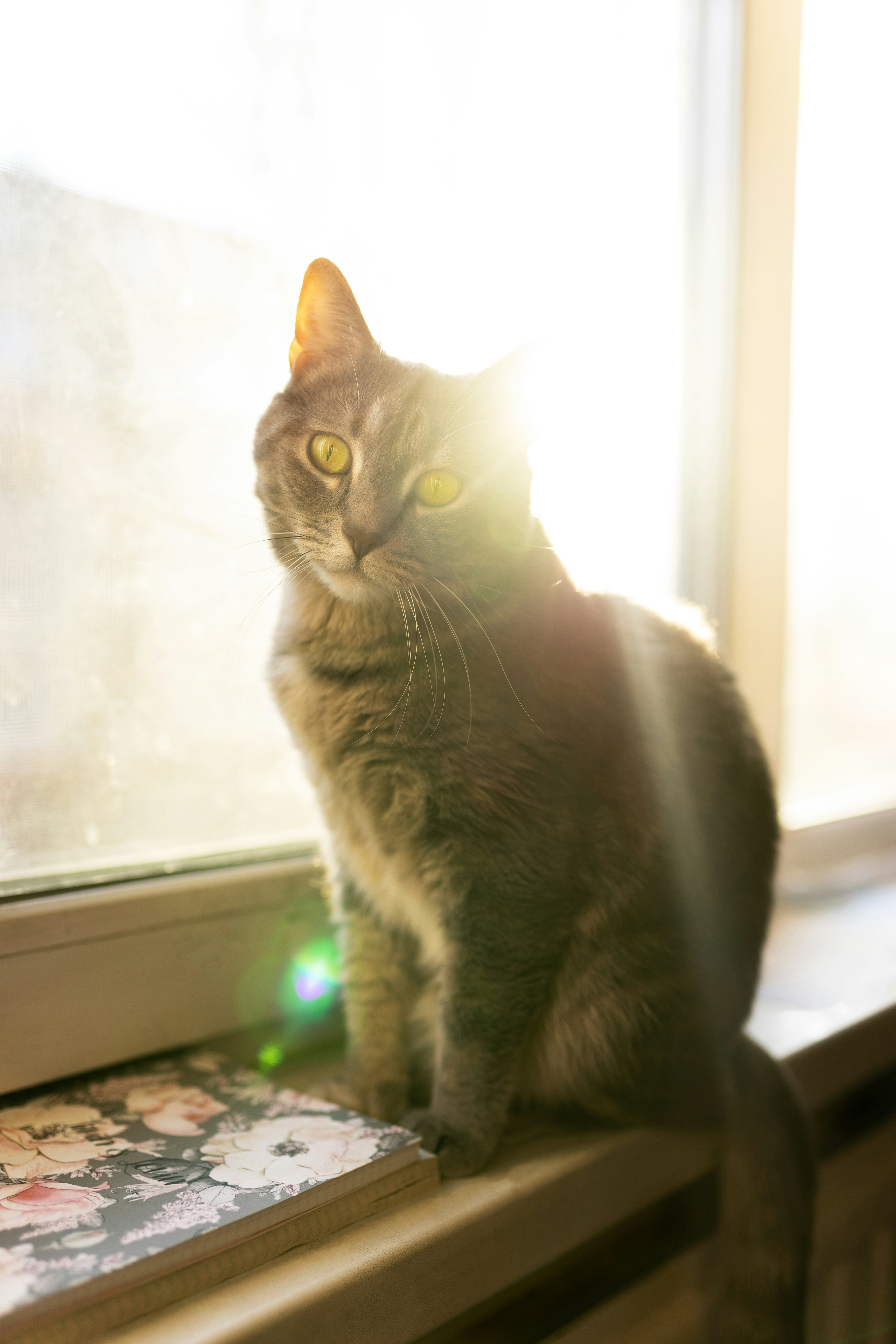 a cat sitting on a window sill looking out the window