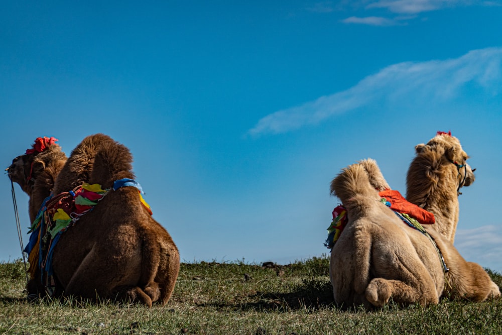 three camels sitting in the grass with a blue sky in the background