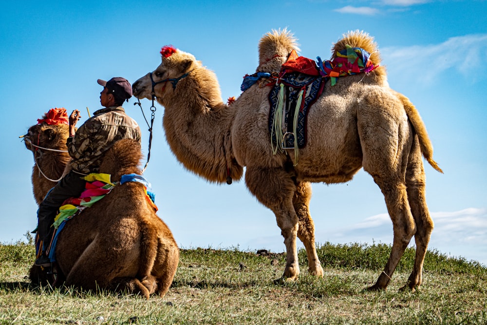 a couple of camels that are sitting in the grass