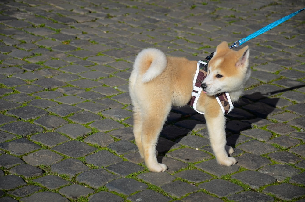 a brown and white dog wearing a harness on a leash