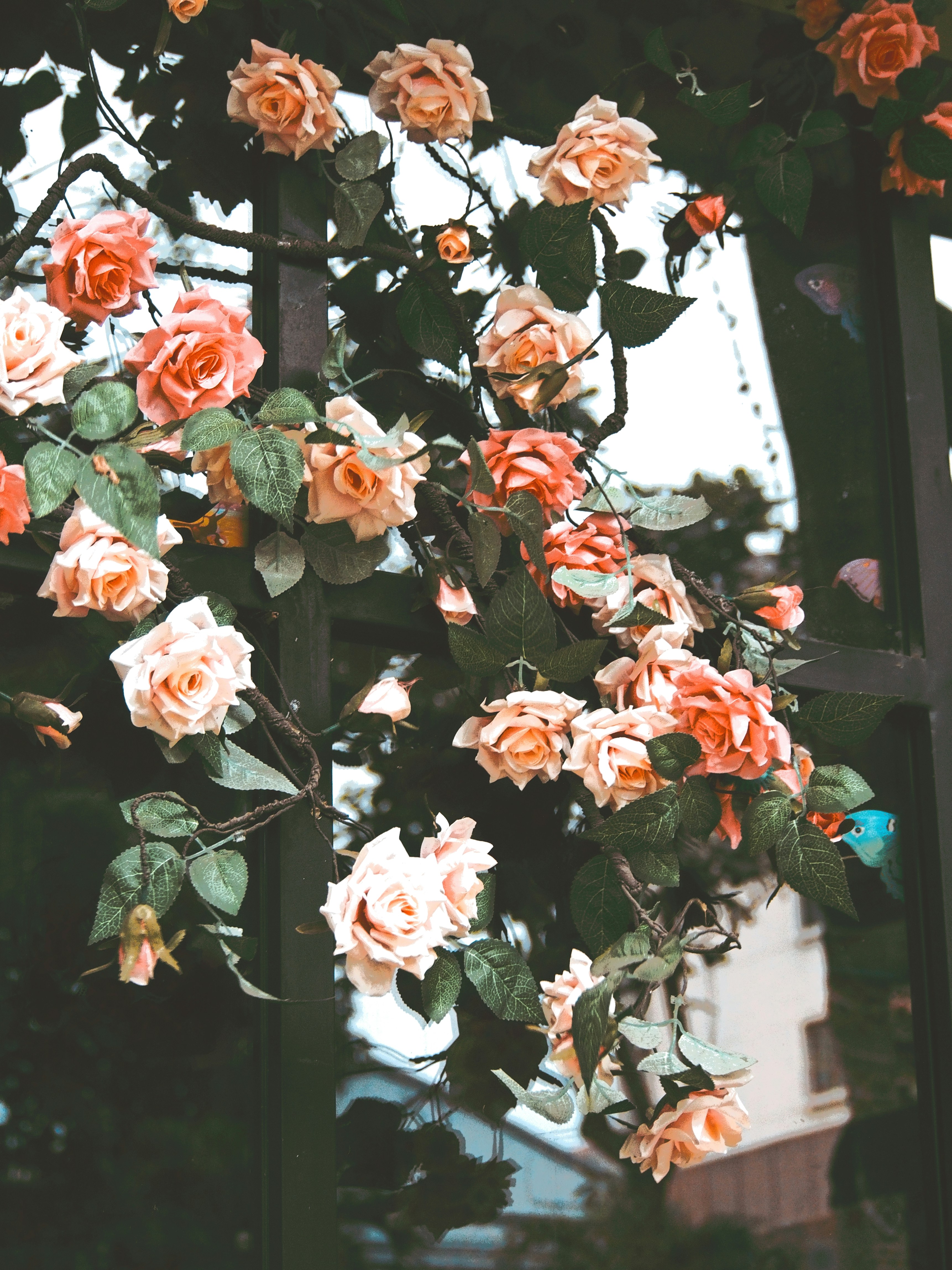 Photo by haimourinho