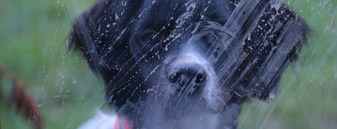 Clean Australia Service