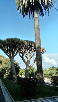 Tall palm trees and other exotic trees stand prominently in a landscaped park area, surrounded by lush greenery and a clear blue sky. The setting conveys a tropical or Mediterranean atmosphere.