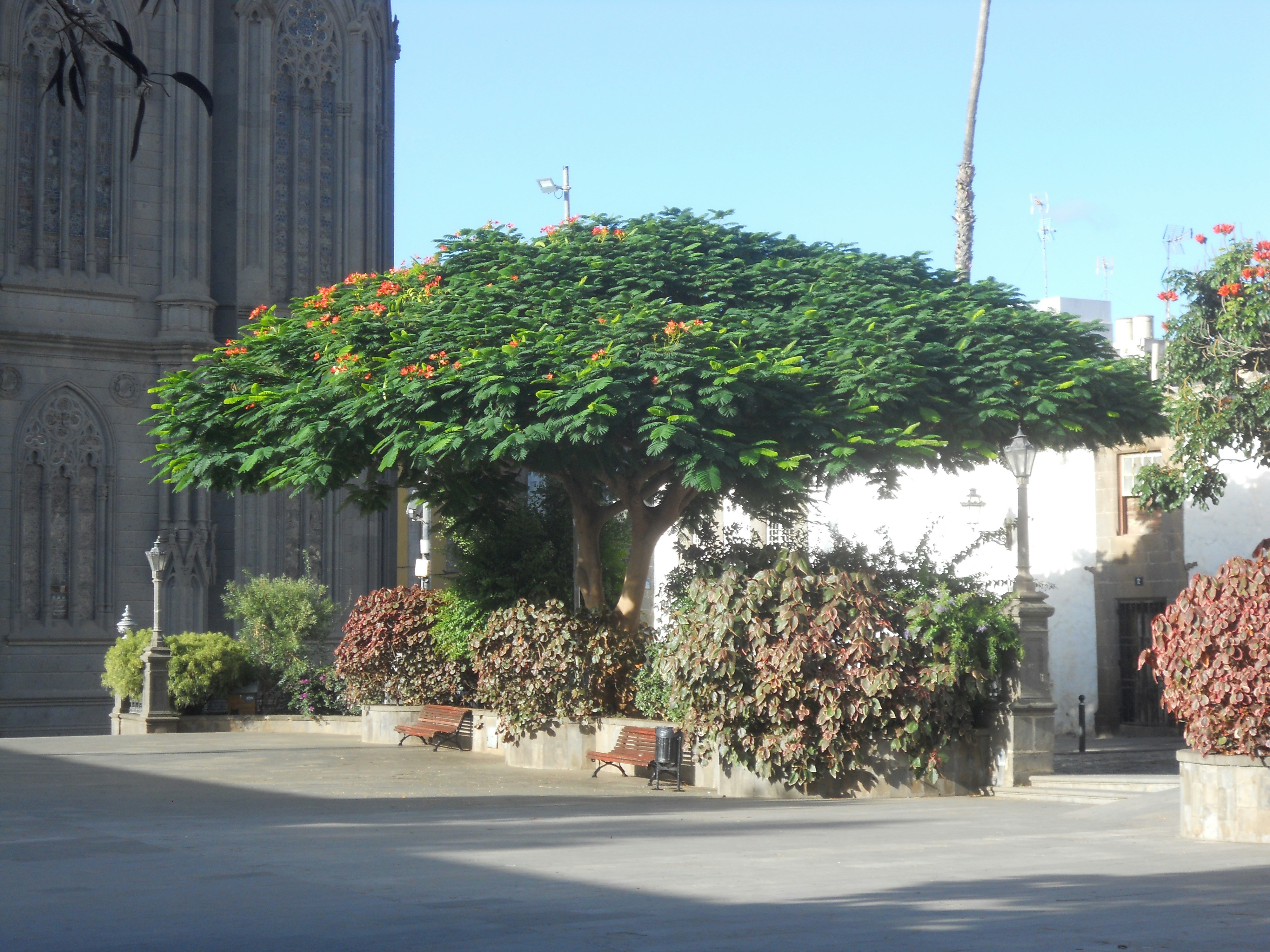 a large tree in front of a building