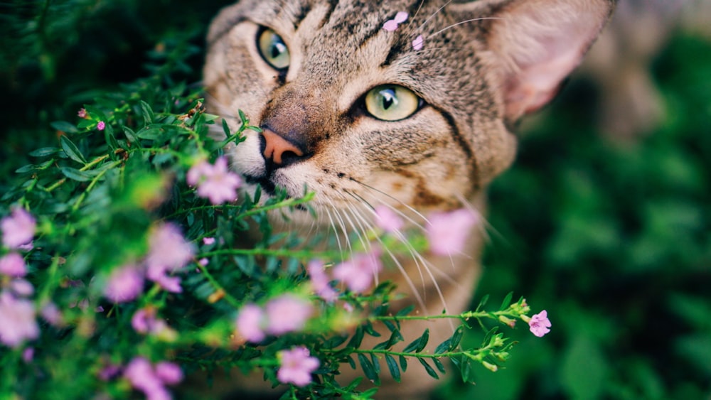 a close up of a cat near some flowers