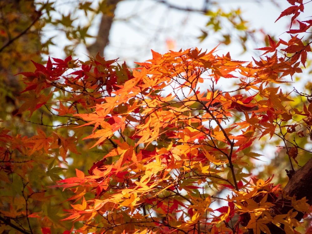 the leaves of a tree are changing colors