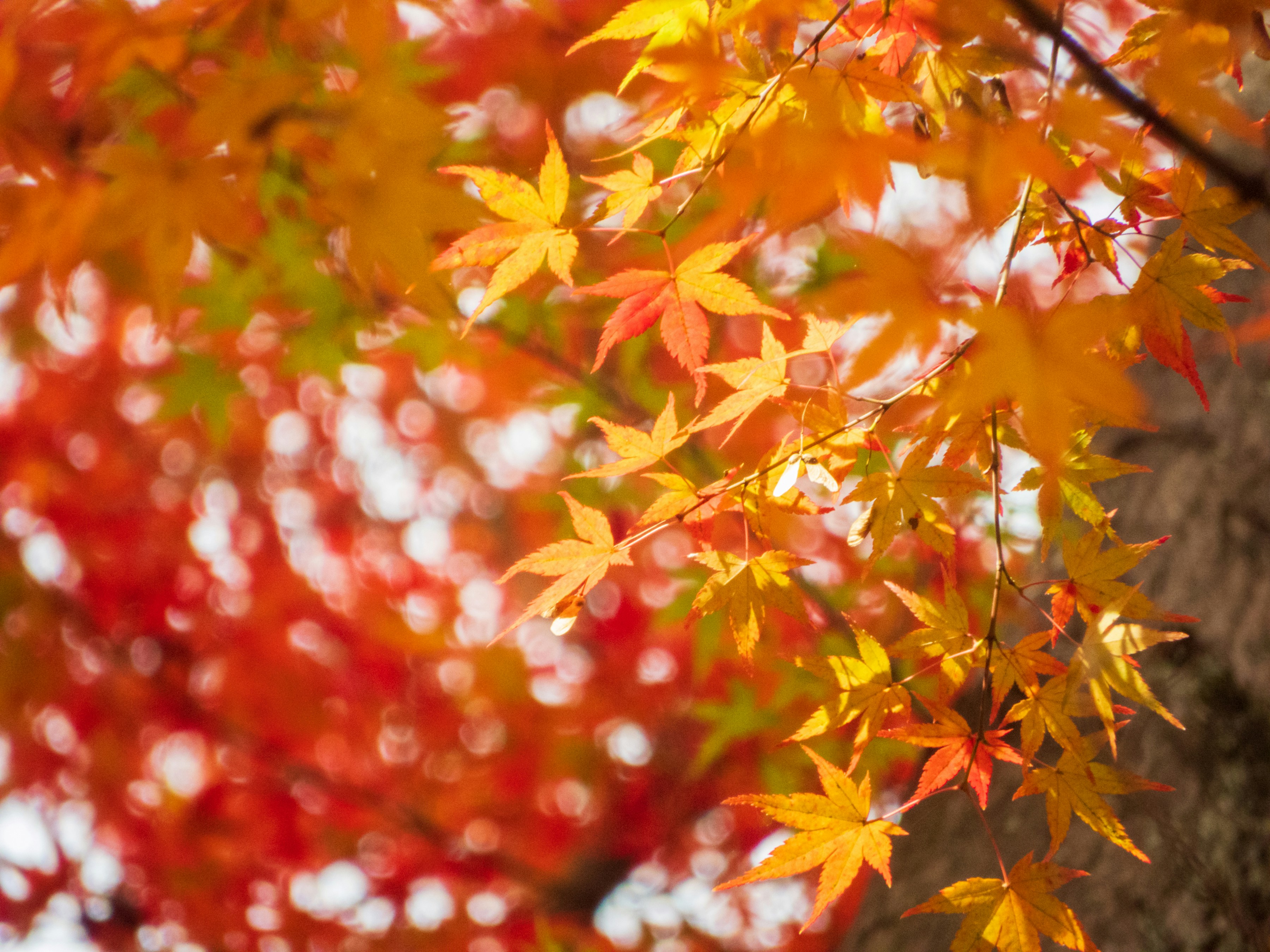 Photo by heppoko_yama