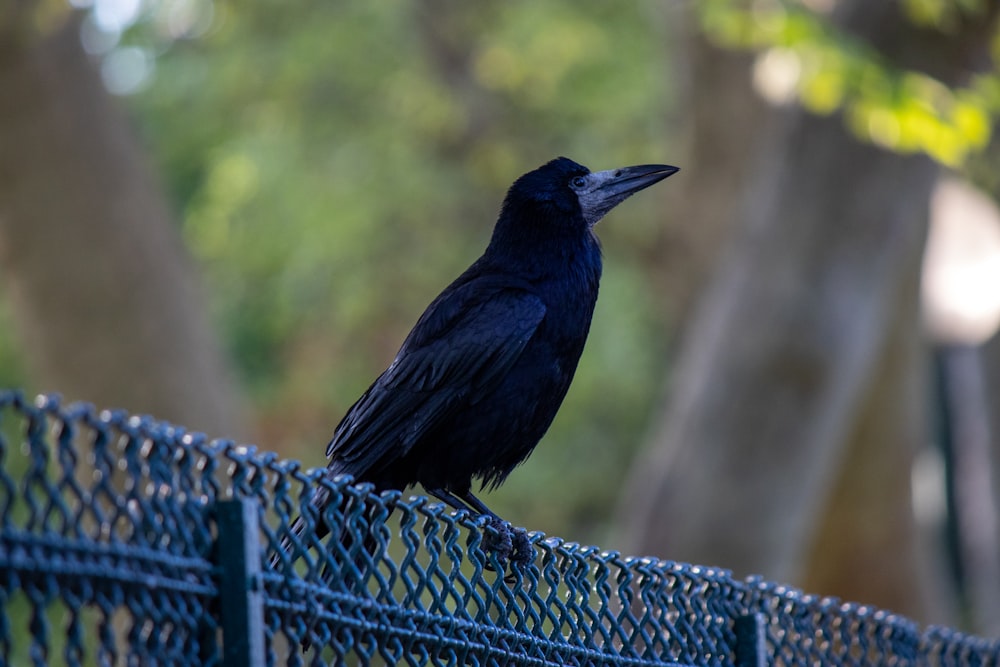 a black bird sitting on top of a blue fence