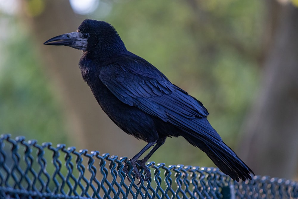 a black bird sitting on top of a metal fence