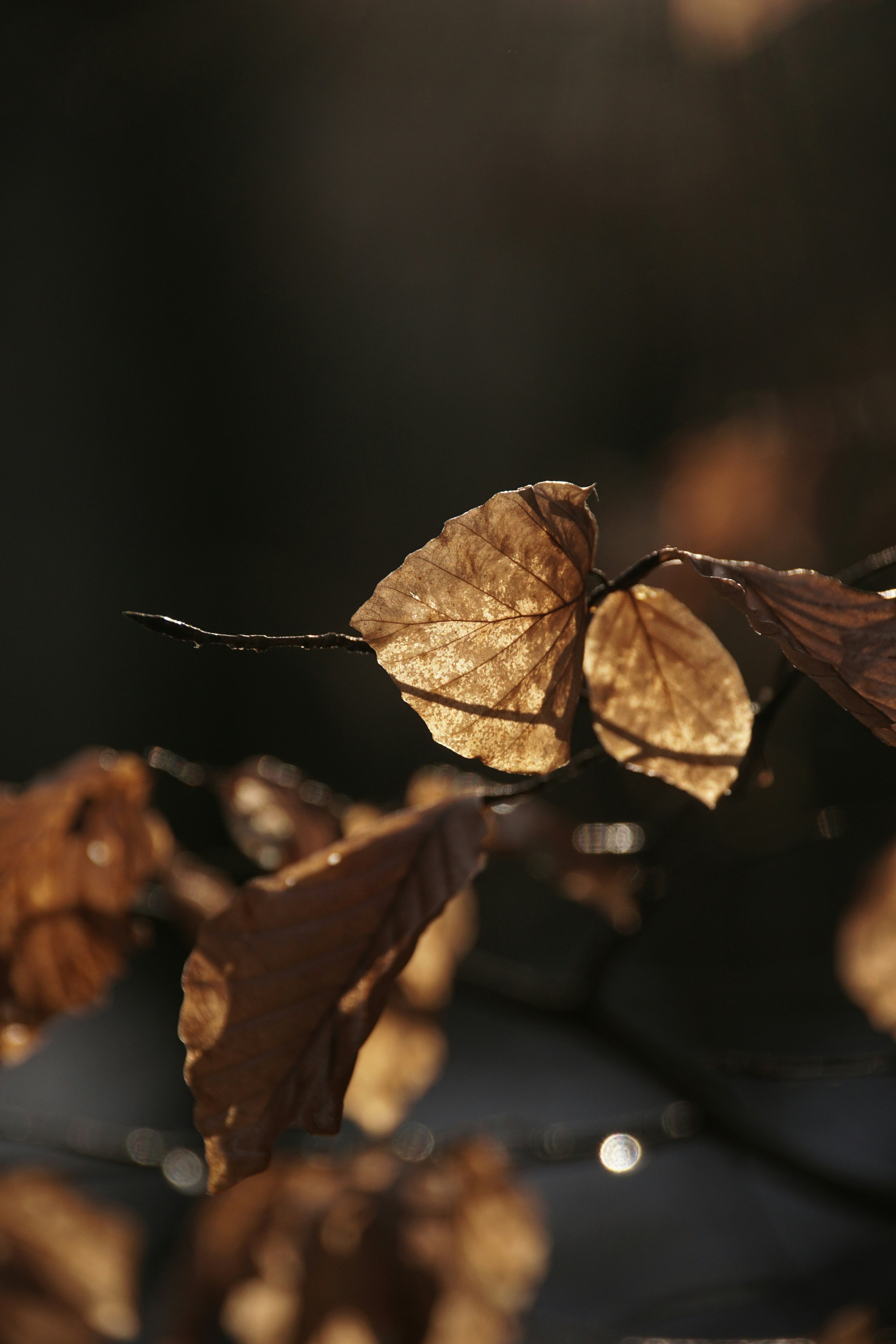 Photo by danielschuh