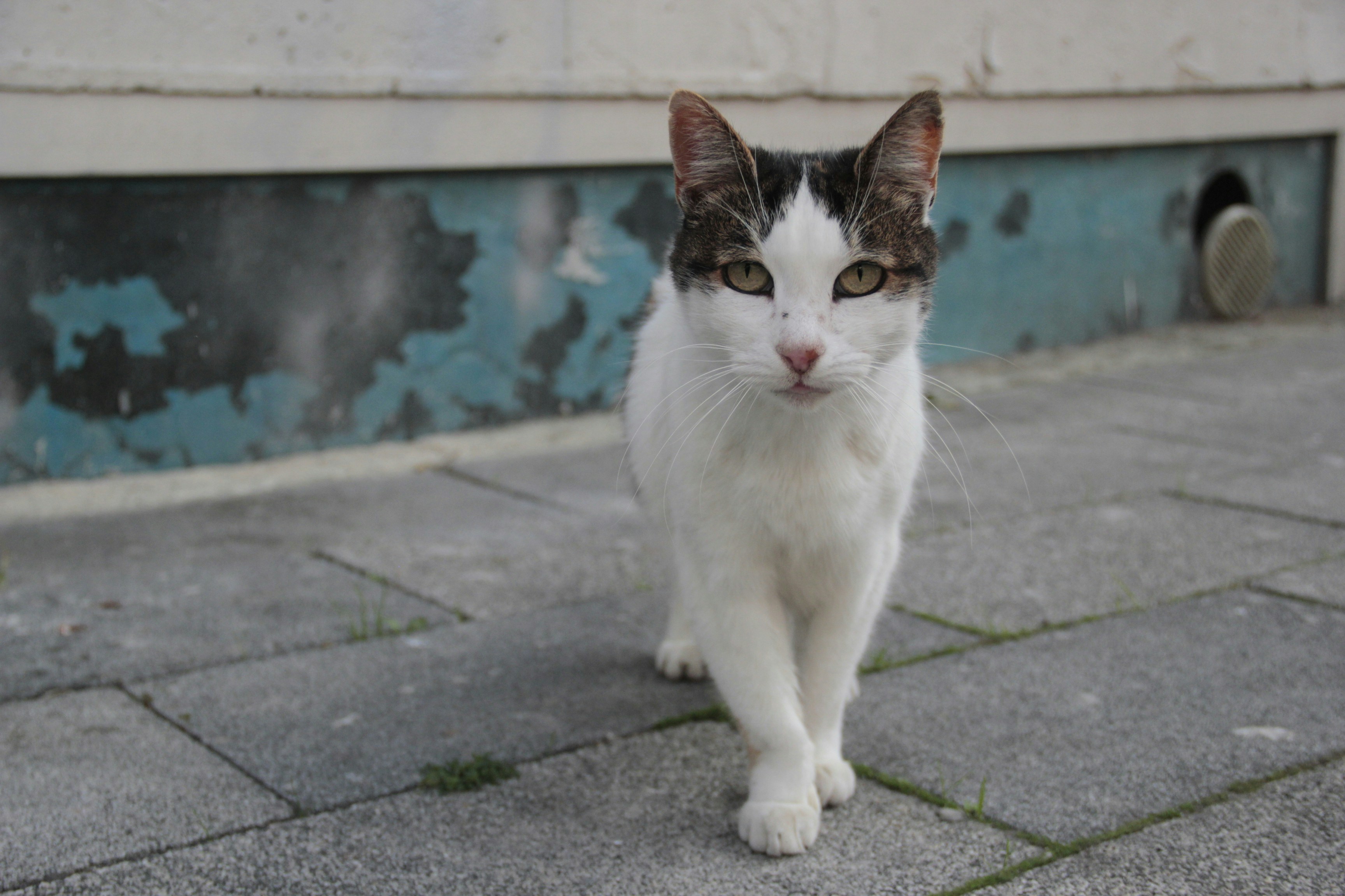 Photo by araflikahraman