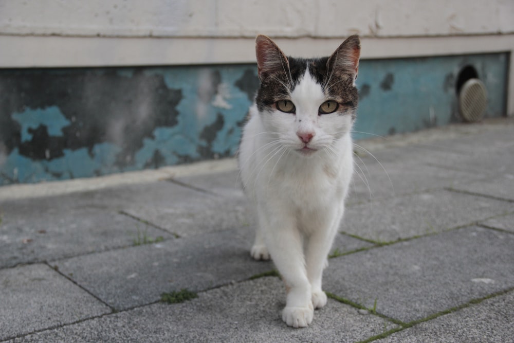 a white and brown cat walking on a sidewalk