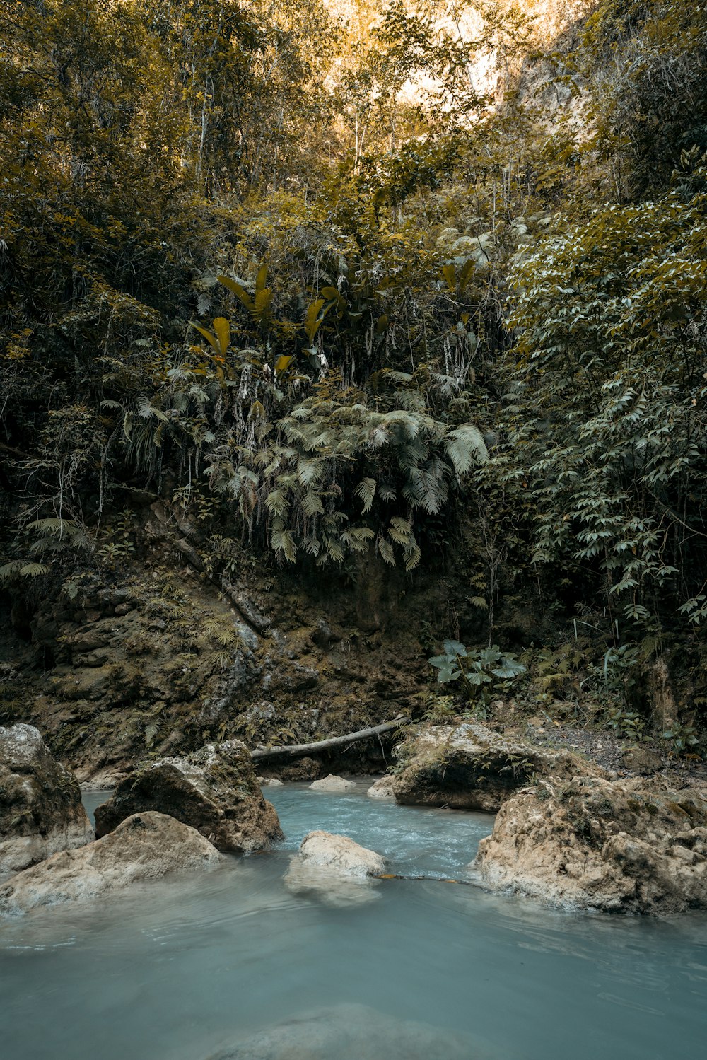 a river running through a lush green forest