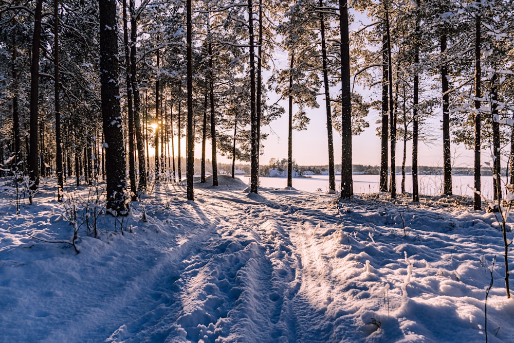 the sun is shining through the trees in the snow