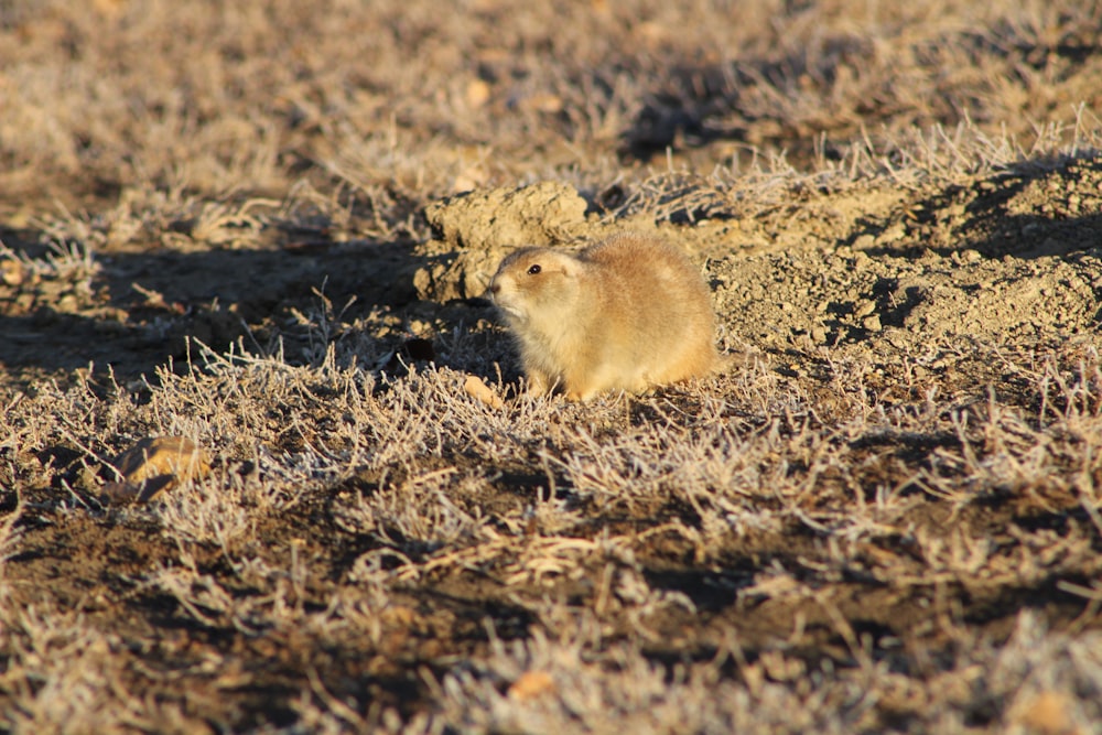 a small animal standing in the middle of a field