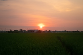 A beautiful sunset over the organic oasis farm.