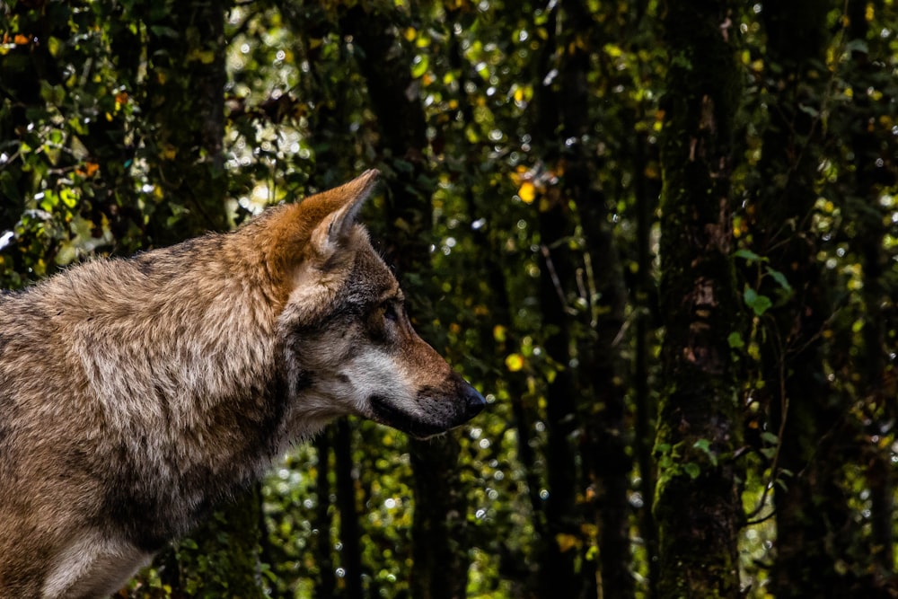 Un lupo in piedi nel mezzo di una foresta