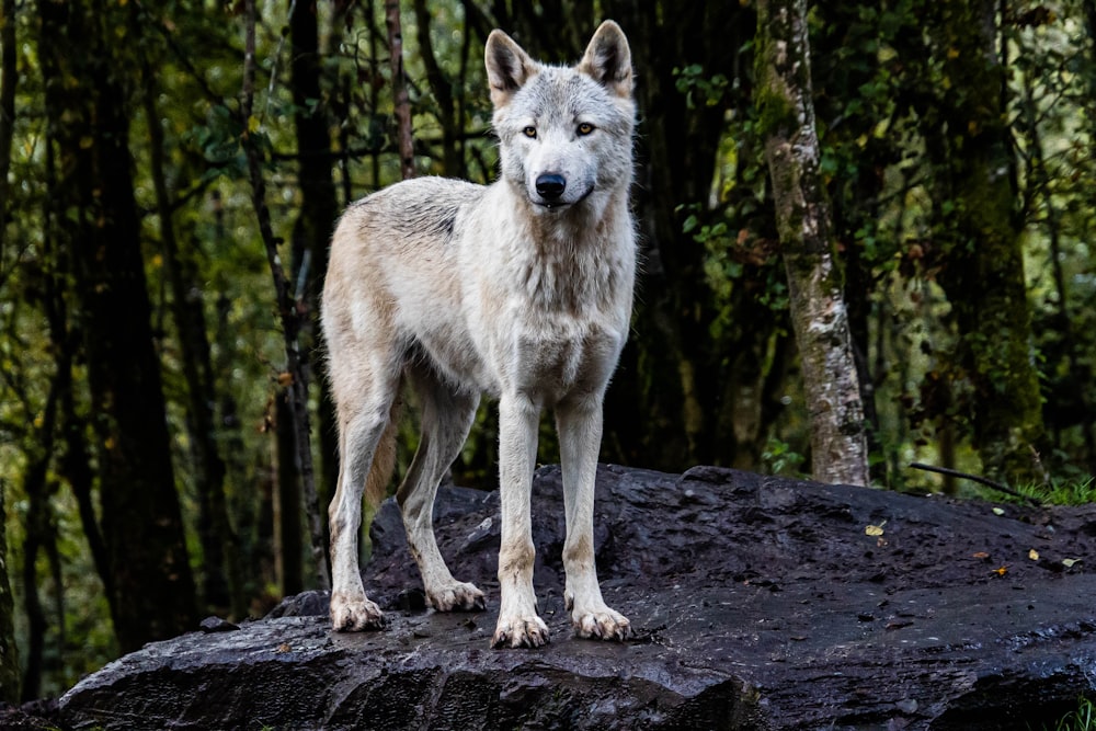 Un lupo in piedi su una roccia in una foresta